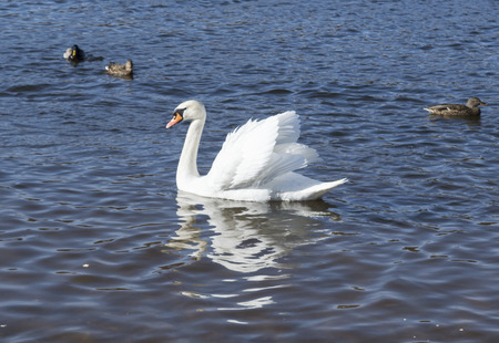 white swans swim on the lakeの写真素材
