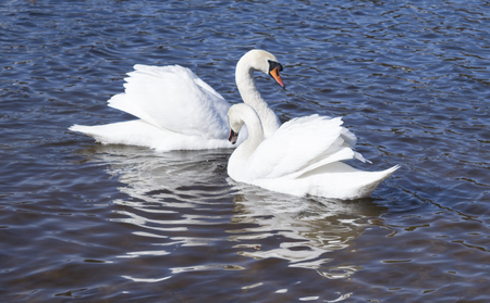 white swans swim on the lakeの写真素材