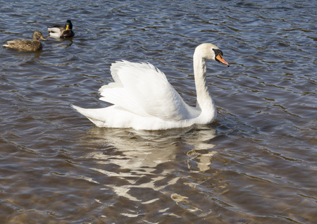 white swans swim on the lakeの写真素材