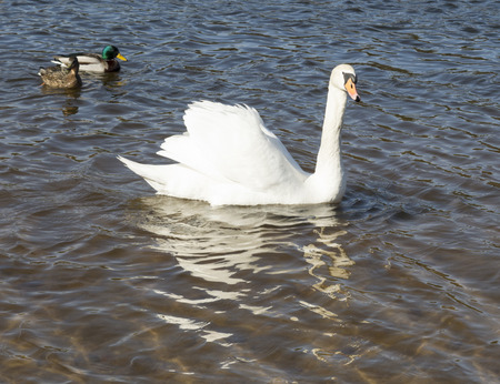 white swans swim on the lakeの写真素材