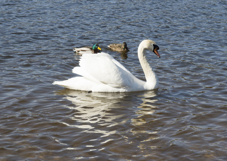 white swans swim on the lakeの写真素材