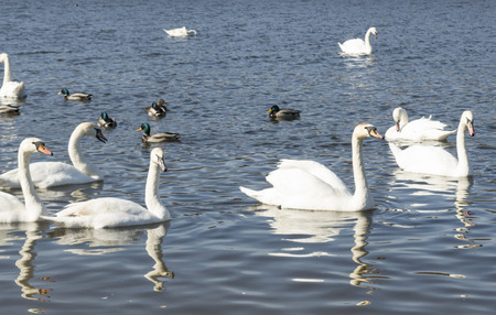 white swans swim on the lakeの写真素材