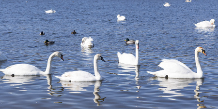 white swans swim on the lakeの写真素材