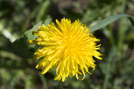 yellow flower against the background of a green grassの写真素材