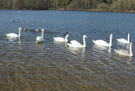 white swans swim on the lakeの写真素材