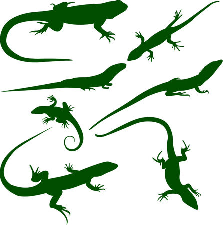 lizards collection - vectorのイラスト素材