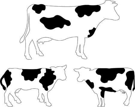 Cows illustration のイラスト素材