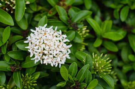 Close-up white ixoraの写真素材