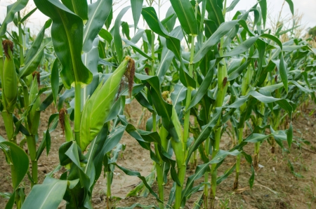 Green corn fieldの写真素材