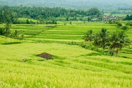 Wide green rice terraces at Baliの写真素材