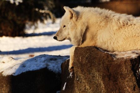 A wolf on a stone
