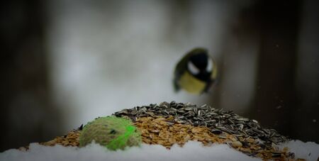 a bird is hunting outdoor for foodの写真素材