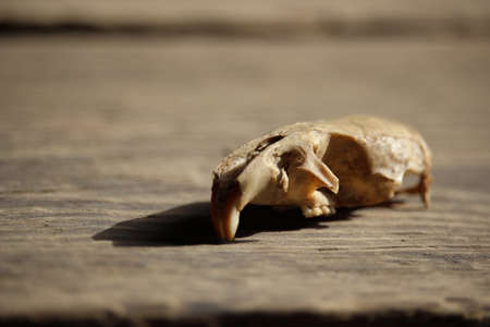 Skull of rat on wooden surface.の写真素材