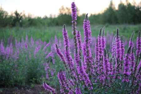 Colony of purple flowers (loosestrife). Cultivated as an ornamental plant in gardens, and is...