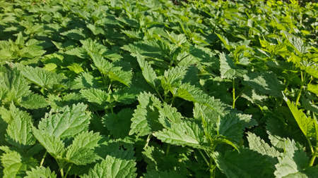 Close up view of stinging (or common) nettles at field. The plant has many uses as a source of...
