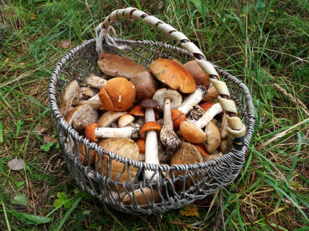 Basket full of various fresh wild edible mushrooms in a grass.の写真素材
