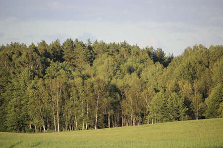 Mixed forest, mostly pine and birch, in a temperate climate zone, illuminated by sunlight.の写真素材