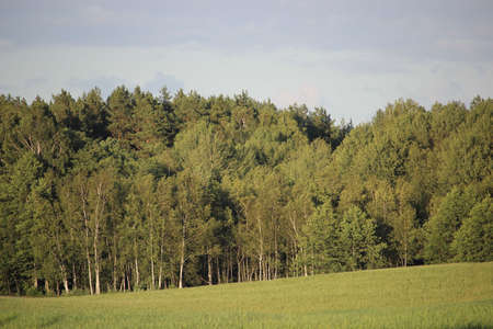 Mixed forest, mostly pine and birch, in a temperate climate zone, illuminated by sunlight.の写真素材