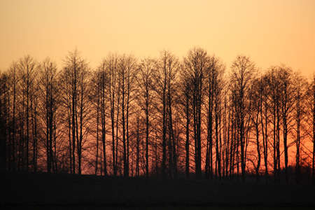 Trees in background of red skyの写真素材