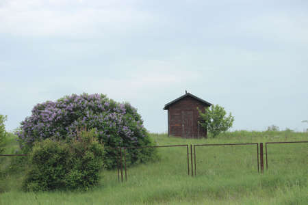 A small tiny brown house in a field, surrounded by spring nature, blue sky and blossoming olives.の写真素材