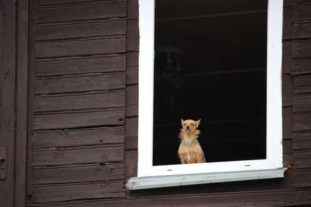 A small brown dog calmly looking through the window of old wooden house.の写真素材