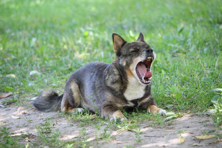 A mixed breed dog resting in a grass and yawningの写真素材