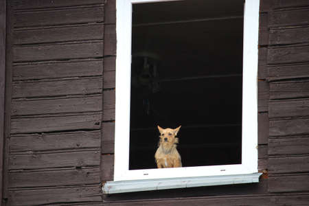A small brown dog calmly looking through the window of old wooden house.の写真素材