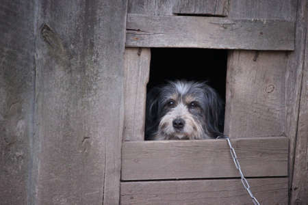 Chained mixed breed dog looking from a doghouseの写真素材