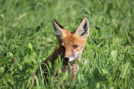 A young red fox in a meadowの写真素材