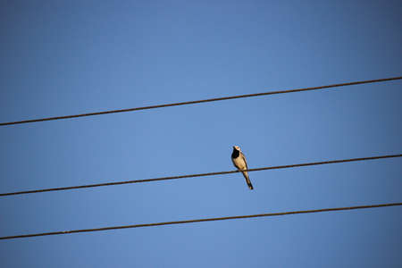 A small bird (white wagtail) sitting on wire power line.の写真素材