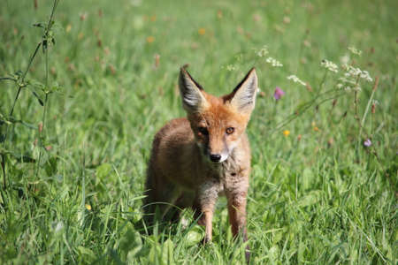 A young red fox in a meadowの写真素材