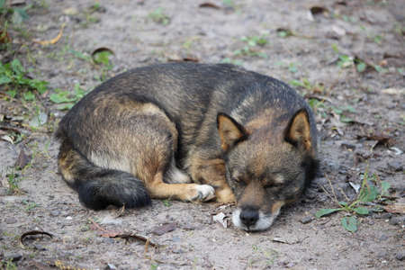 A mixed breed dog sleepingの写真素材