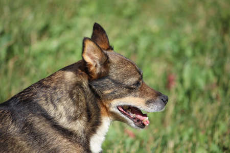 A head of brown mixed breed dog