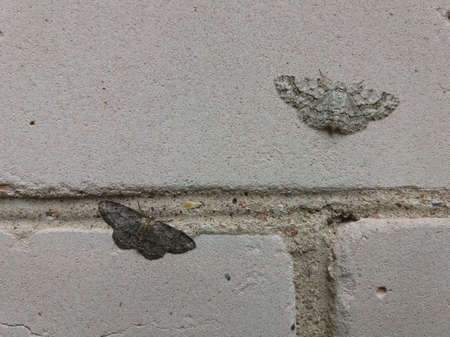 Two different color moths (small dusty wave) sitting on brick wall and illustrating a natural selection principle.の写真素材