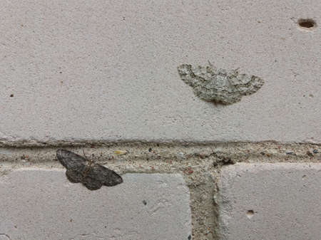 Two different color moths (small dusty wave) sitting on brick wall and illustrating a natural selection principle.の写真素材