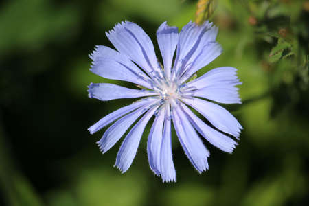 Blossom of Common Chicory, one of many medicinal plants.の写真素材