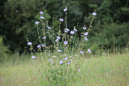 Blossom of Common Chicory, one of many medicinal plants.の写真素材