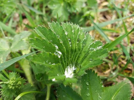 Alchemilla vulgaris, also known as common lady's mantle, in a morning dew.の写真素材