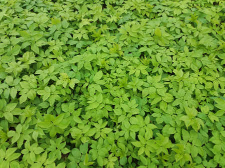 Fresh ground elder plants. Young leaves are edible.の写真素材