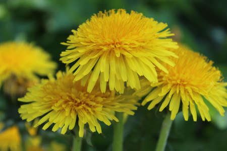 Bright yellow dandelion blossom photo.の写真素材