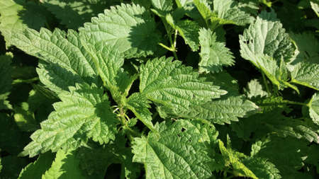 Close up view of stinging (or common) nettles at field. The plant has many uses as a source of medicine, food, fibre.の写真素材