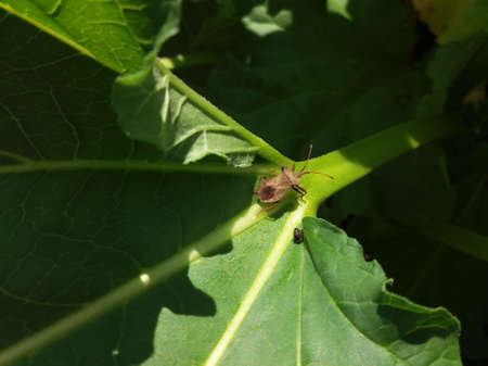 Squash bug, or Leaf-footed bug on a green rhubarbの写真素材