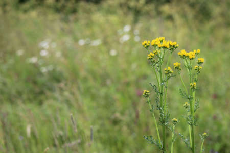 Common ragwort or groundsel (Jacobaea vulgaris). Leaves and flowers can be used to obtain dyes.