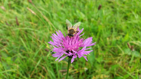 Insect (hoverfly) on a violet - pink wild flower (knapweed) in meadow at late summer - early autumn.の写真素材