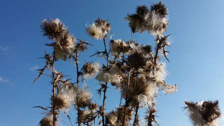 Dead spear thistle (also known as bull thistle, or common thistle) in a blue sky background. Autumn, september.の写真素材