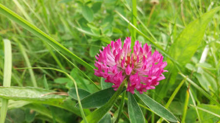 Zigzag clover (Trifolium medium) in a meadow at early autumn. It is similar to red clover, but the...