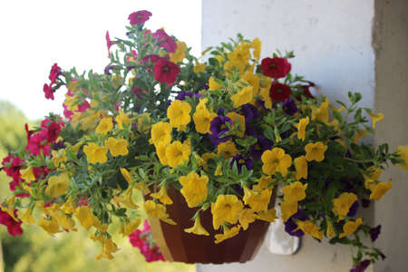 Bright colorful potted flowers hanging on a wallの写真素材