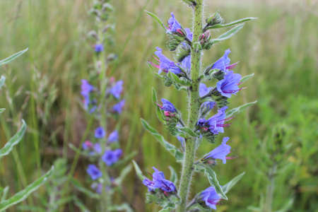 Wild blue plant (viper's bugloss or blueweed) in a summer meadow. They mostly grow at  dry...