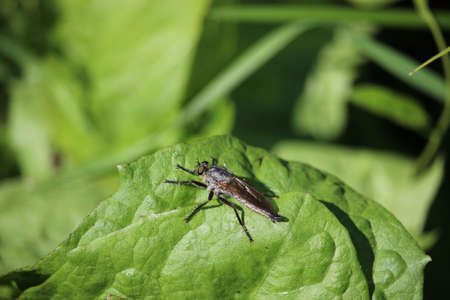 Horsefly sitting on a leaf in a meadow.の写真素材