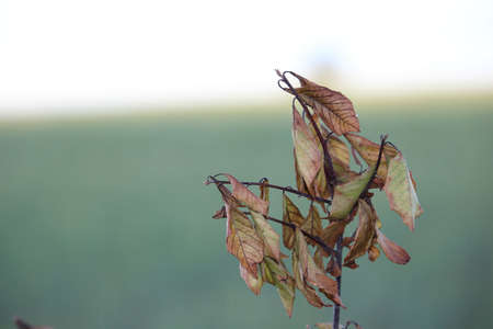 Little branch with dead leaves at autumn, late summer.の写真素材